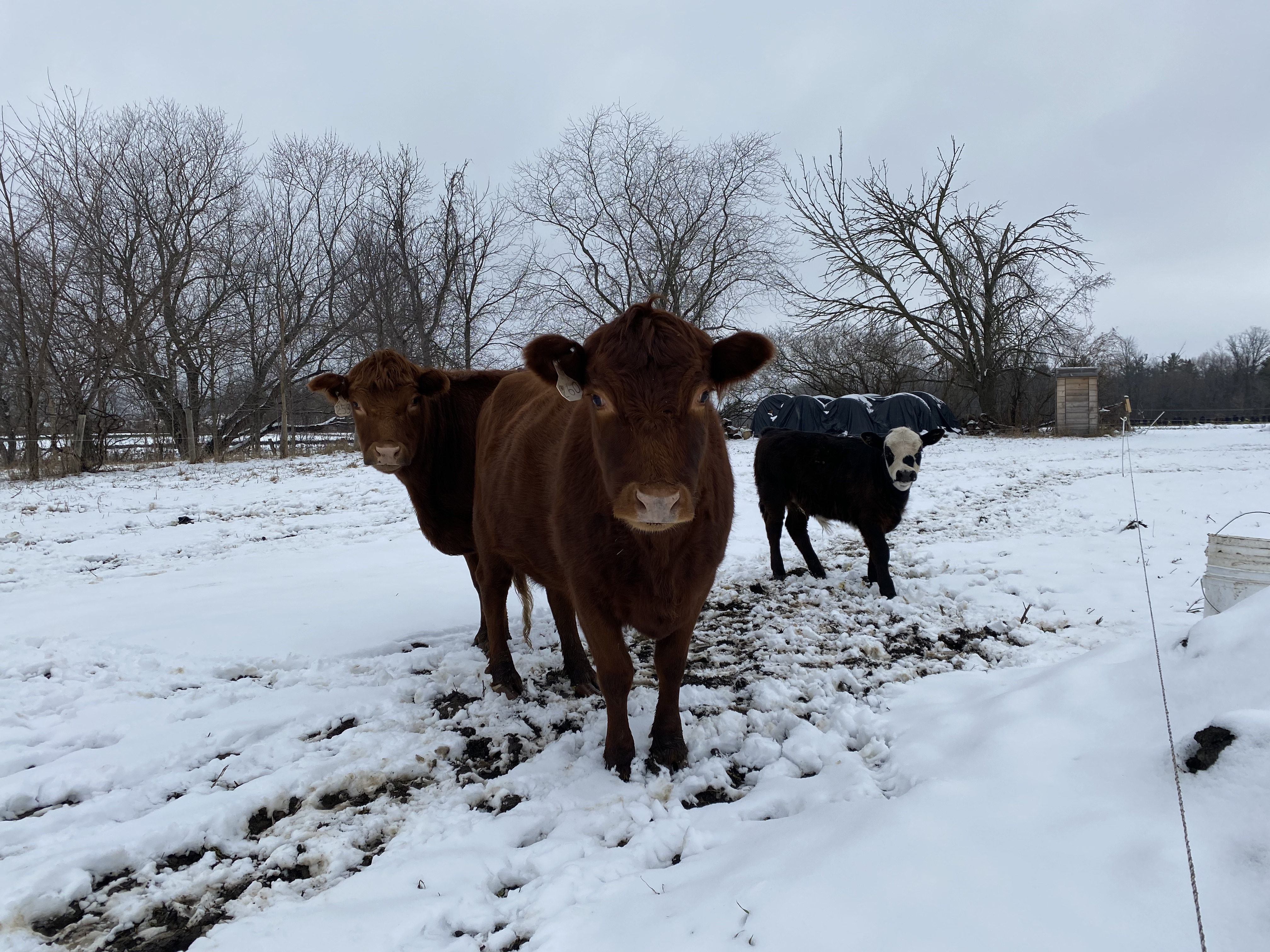 Farm Staff